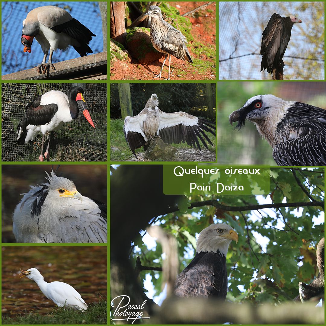 PAIRI DAIZA - OISEAUX 01 - LAYOUT 45 1080x1080.jpg